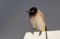 Arabische Buulbuul 2